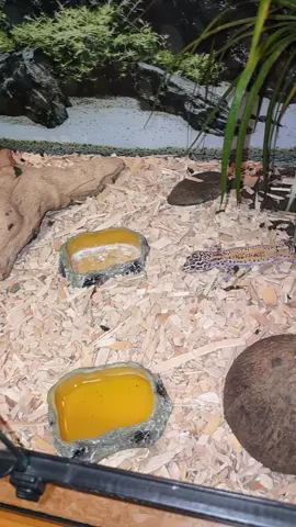 #hunting #bambu #geko 