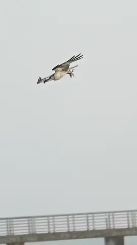 #မဲလိုက်က👉🐟🦅🦅🦅#fyppppppp