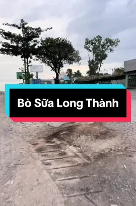 Bò Sữa Long Thành một thời #hellolongthanh  #longthanh  #longthanhdongnai😎  #bòsữalongthành 