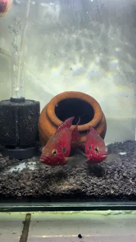 Generasi ke 3 nih, udah bisa berenang plus makan juga. 🔥 #redjewel #burayakredjewel #bluepollar #platinumpollar #ikanhias 