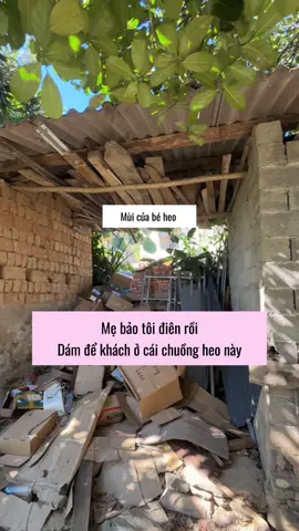 Cải tạo chuồng của các bạn heo