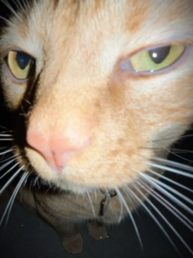 meomeo #xh #viral #khongphaikira 