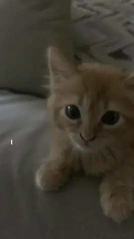 #lyrics #foryou #yckoimebskt #atmyworst #pinksweats 