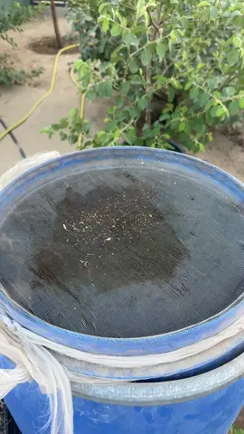 #زراعة #الزراعة #الزراعة_المنزلية #زراعة_الاسطح #العنب 