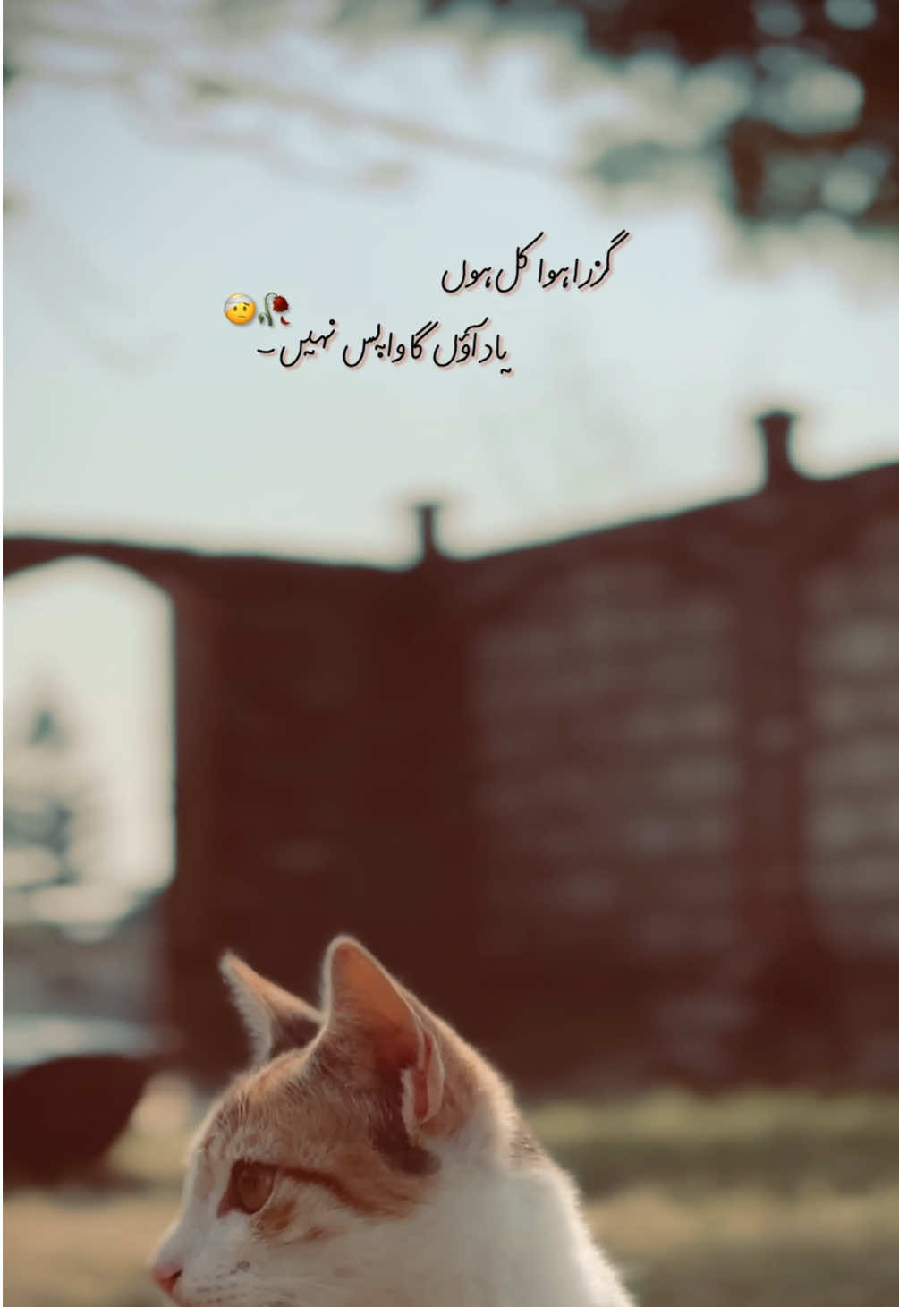 یاد آؤں گا 🥀 #urdulines🥀 #lines💖 #xyli_aesthic✨🦋 #cautionpoetry #amber @user49207305240 