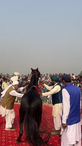 Horse Dance Awkum #sportsgala #awkum #4plusproduction 