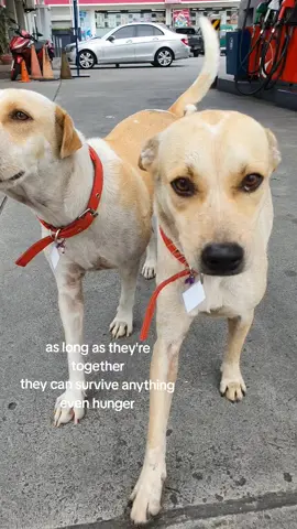 #bondedpairs #doglovers #dogsoftiktok #aspin #strayfeeding #communitydogs #fyp  #together 
