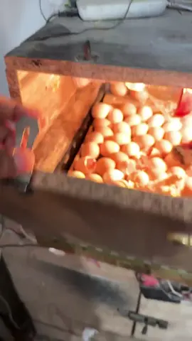 So charming Egg hatching- relaxing