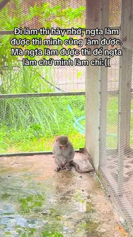 #yêuđộngvật #safari #thinhhanh #viral #safaripark #xuhuongtiktok2025 