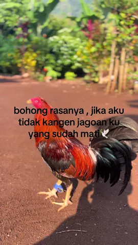 #fyp #ayamimport #ayamfilipin🇵🇭 