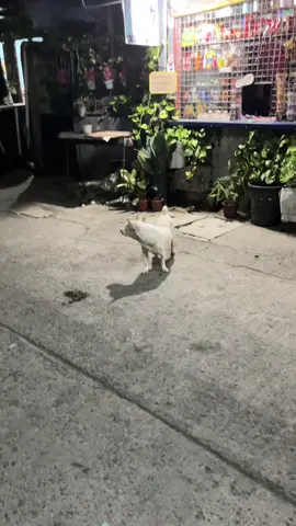 Kyutkyut HAHHAHAHHAH #fyp #dog #dogs 