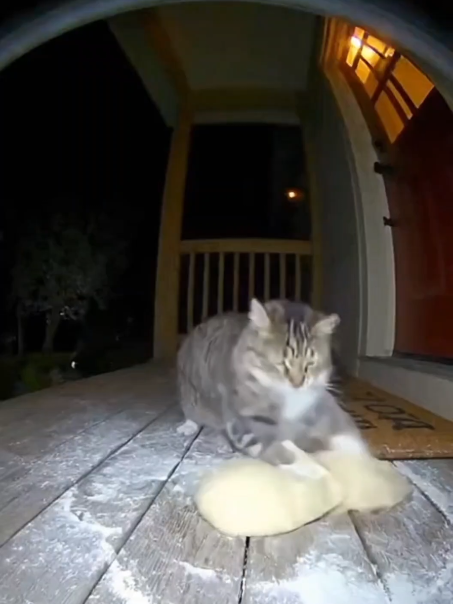 @blikzaklip #dc #sora #kot #dlaciebie #fvp 