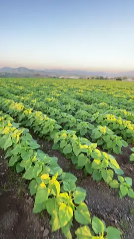 Chờ ngày nở hoa 🌻 #hoahuongduong🌻 #xuhuong #nghĩadan37 #37nghean #fyp 