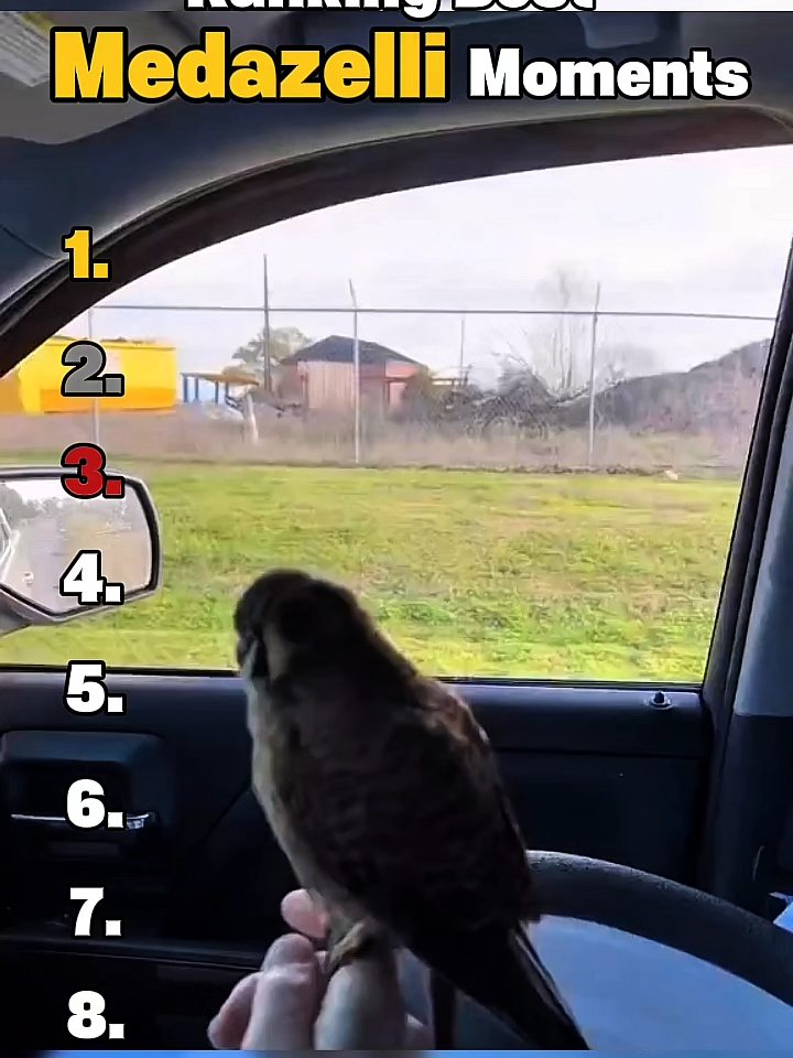 Funniest Medazelli Moments | @medazelli #medazelli #funny #funnyvideos #ranking #funnypets #funnyanimals #funnytiktok #dog #cat #funnydog #funnycat #animalsfunny #Vlog #animalsoftiktok #animals #funnycatvideo #viral #trending #foryou #usa