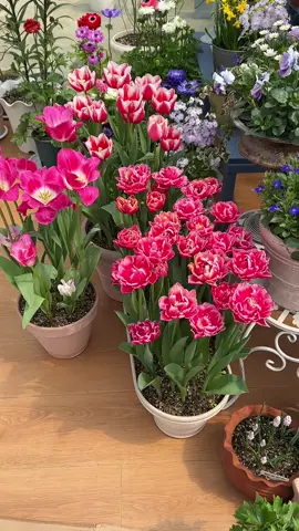 Trồng tulip đi mấy bà trồng càng nhiều càng đẹp hi hi 