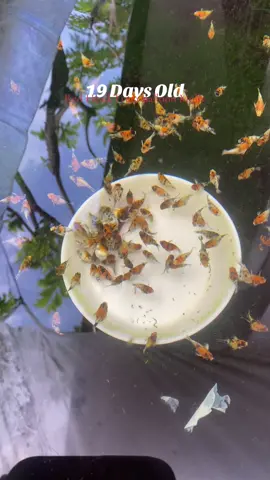 19 Days Old Red Head Trico Balloon Molly 🇵🇭 #molly