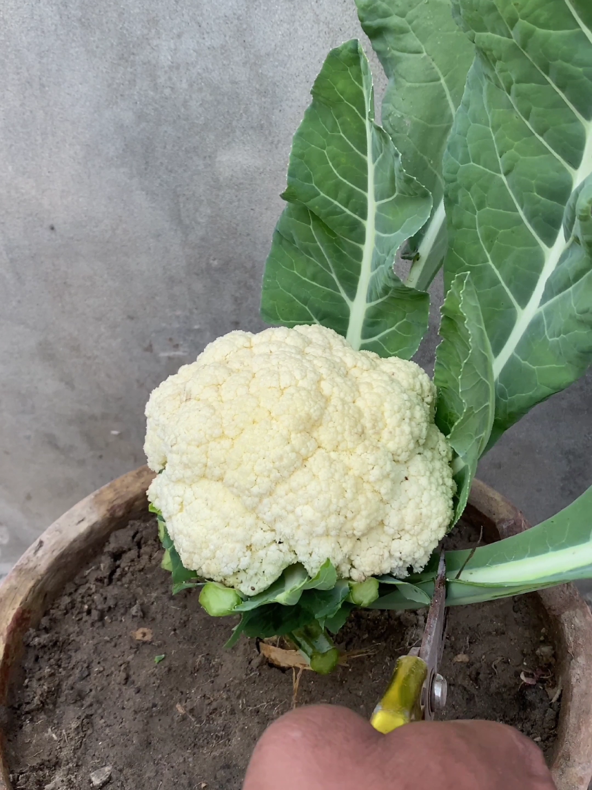 how to grow cauliflower at home #garden #viral #plants #fyp #foryoupage 