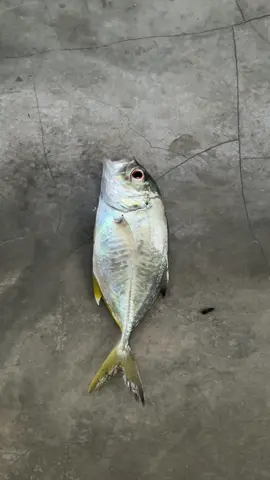 BANYAAKKK😂#babygt #mancing #casting #castingfishing🎣 #fyp 