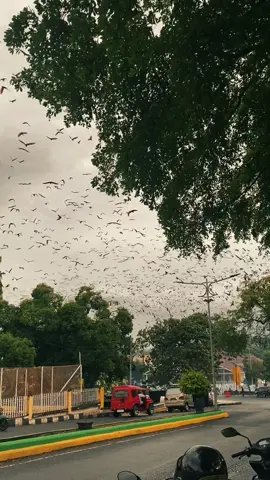 🫀: kota ini tak sama tanpamu Ib :#fyp #foryou #soppeng #soppengkotakalong #fyppppppppppppppppppppppp 