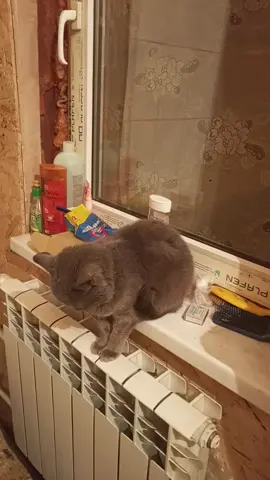 британка##кошка#