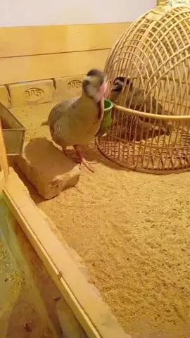 maskatii👑🧿#chakor#chakoorfarming#chakoorsound#chakoors#foryoupageofficiall❤️❤️tiktok 