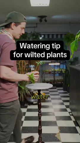 Plants can wilt for SO MANY REASONS! Knowing these common ones will help you be more confident in your plant care which, for me, means even more joy!🥹 #plantsoftiktok #plants 