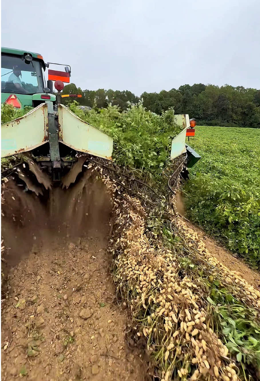 the shocking power of peanut machines #peanut #harvest #machines #fyp #foryou
