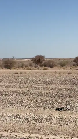 #غيل_بن_يمين_ريدة_المعارة_غيل_بن_يمين #ابوبكر_العجيلي #زايدالشميمي #حضرموت_الارض_والانسان #مجرد________ذووووووق🎶🎵💞 