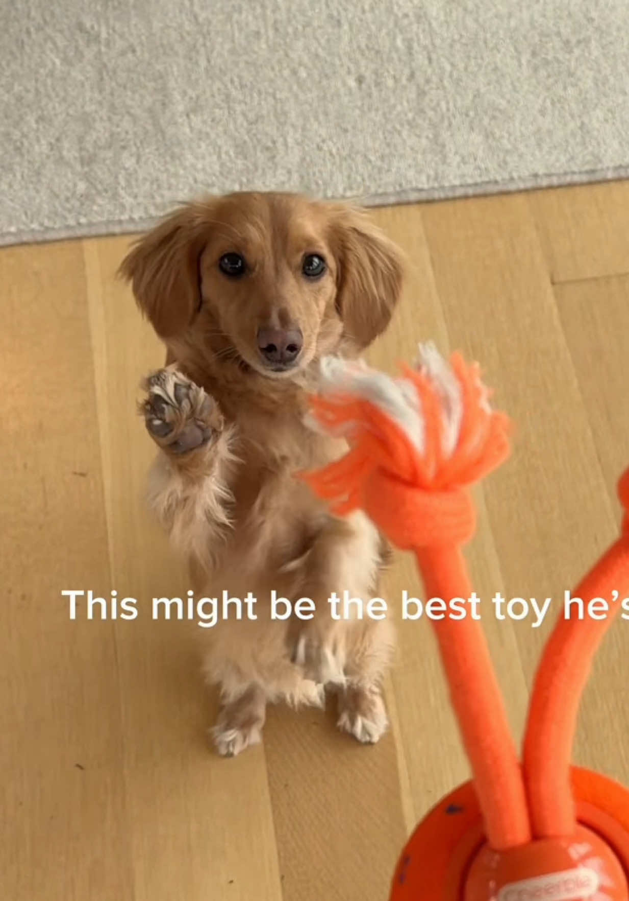 This toy feels like a pet parenting hack. I don’t know who loves it more, me or Cashew. It’s so fun for him to have an interactive toy and I love how much it tires him out. It’s especially been great for those evening zoomies when he has that last bit of energy but we can’t go outside. This is the cheerable Wicked Ball Rolly🧡🧡 and it’s on  Black Friday sale — up to 35% off!  plus an extra 5% off with 05CASHEW oh and 3 people will be winning their order for free 😊 #dogtoy #dachshund #minidachshund 