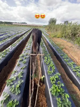 #شعب_الصيني_ماله_حل😂😂 