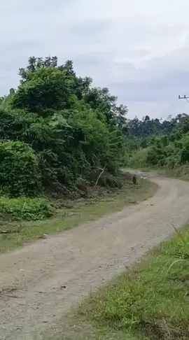 harimau sumatera di jalan sijudo kecamatan Pante bidari 