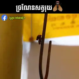 So Respect រុយ #pufred🍇 