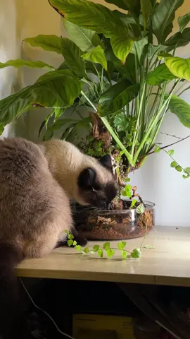 Поилка-фаворитка у Бини царская, конечно 😄