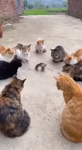 nhảy múa xong là bọn nó đưa chúng em ..đi ăn các bác ạ, hu hu #funvideo #dongvathaihuoc #xh #mouse #cat 