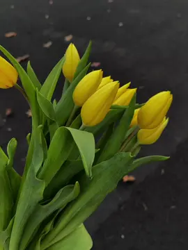 #flowers #trending #tulips #fyp #creatorsearchinsights 
