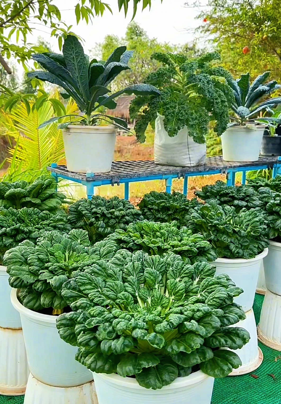 กวางตุ้งดอกไม้ไฟ เรียกอีกอย่าง กวางตุ้งญี่ปุ่น ปลูกที่ภาคอีสาน #เกษตรอินทรีย์ #ปลูกผัก #สวนผักเคลภาคอีสาน #ผักปลอดสารพิษ  