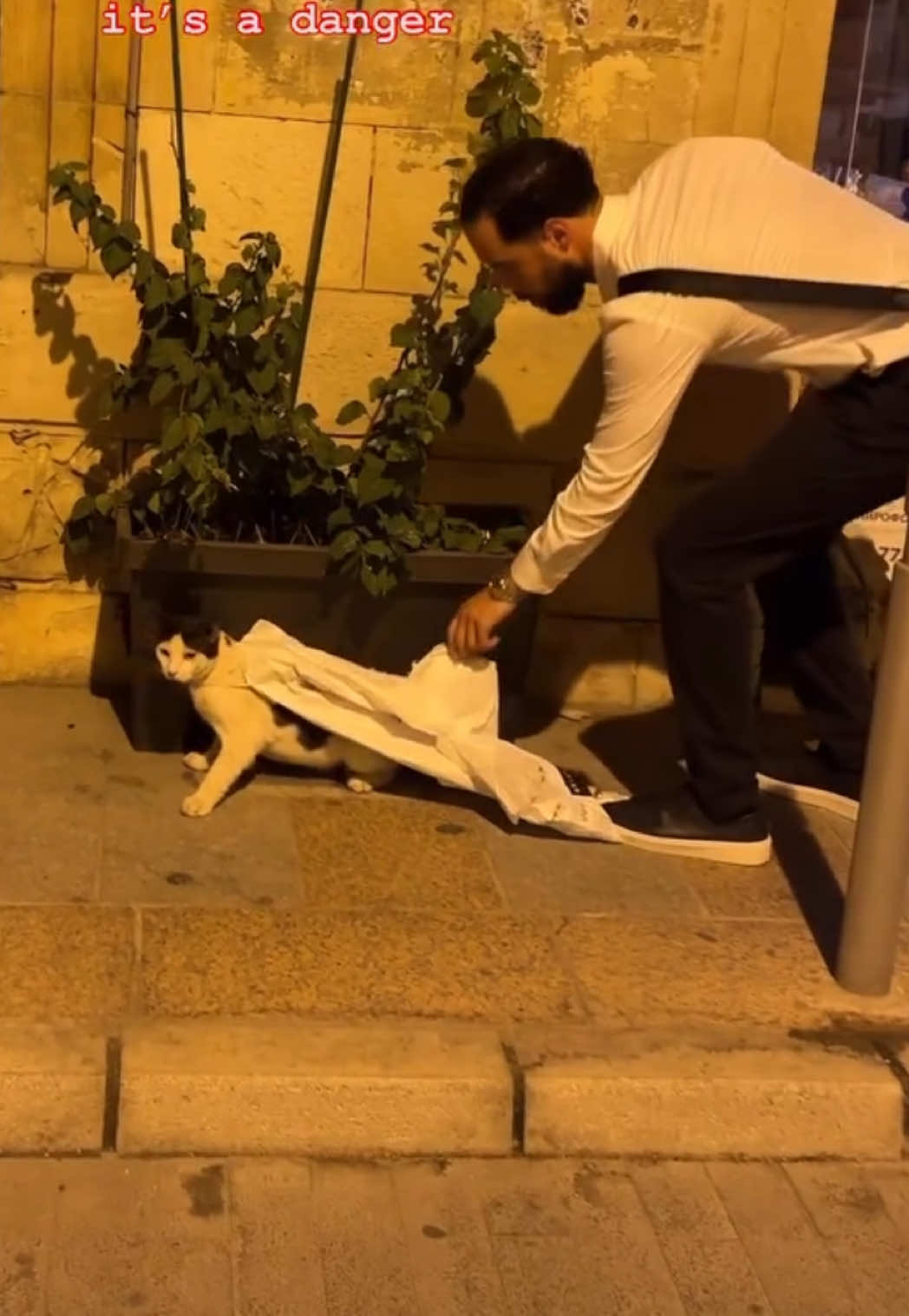 🤍🐾 You can help feed and care for stray cats Every contribution makes a real difference. Link in bio ♥️  . . . . . . . . . #catsoftiktok #helpstraycats #supportgaza #CatLovers #PetsOfTikTok 