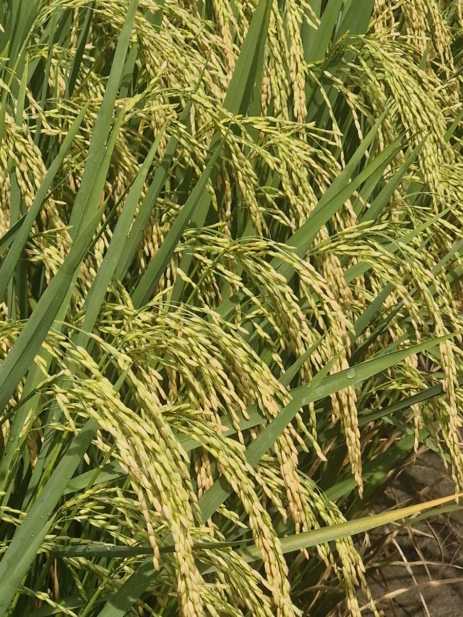 ip32 di tangan petani genZ🤙🔥