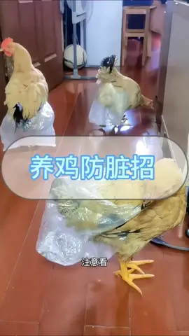 #上热门 #搞笑#在家#养鸡#绝招#추천 #웃긴영상 #집에서#닭#키우기#굿아이디어 