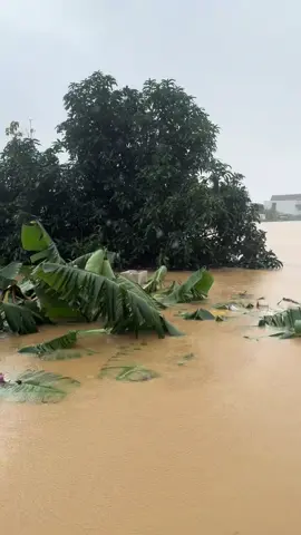 Góp chút sức mọn cùng 5 AE kinh nghiệm đi biển cũng cấp bách giải cứu gần 40 bà con thoát khỏi vùng lũ nguy hiểm tột cùng đến nơi An Toàn . Tạ ơn Trời Phật 🙏🙏🙏#tpbiennhatrang 