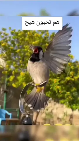 #طك_جناج_بلبل #بلابل_بصراويه_فول_الافه_وتغريد #بلبل_عراقي_ابيض_الخدين #تحياتي_لجميع_المشاهدين_والمتابعين❤️ #بلابل_ديالى_العراق 