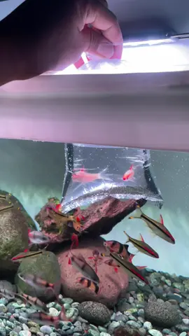 puntius golden tapi kok putih? #ikanhis #fishtank #akuarium #aquariumhobby #akuariumikan 