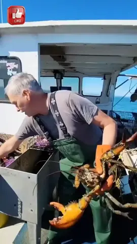 TELUR LOBSTER 😯 #lfl #lfypシ 