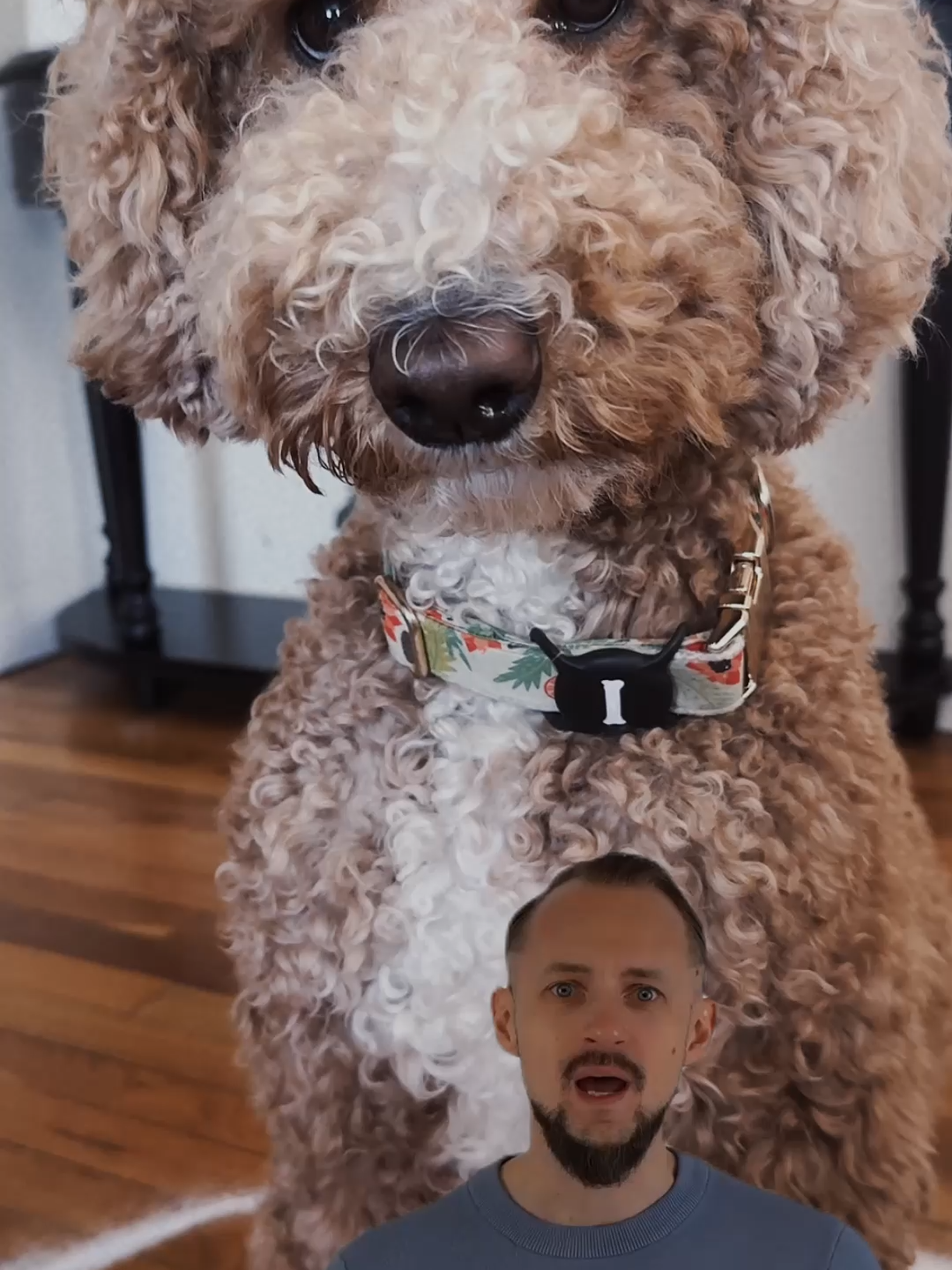 Ihr Hund ist ein Skinwalker! 😨👹#creepytok #scary