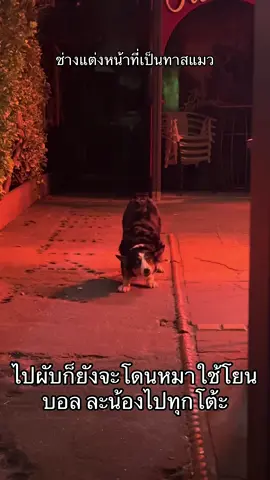 โยนจนเหนื่อย #ช่างแต่งหน้าคนไทยในอังกฤษ #คนไทยในอังกฤษ #ชีวิตในอังกฤษ🇬🇧 #เล่าสู่กันฟัง #หมา 