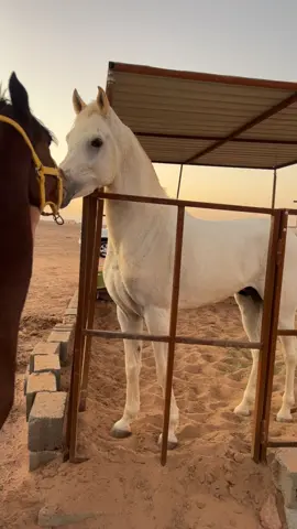 ##حائل #السليمي#مربط الحمود#اكسبلورexp #اكسبلورexplore❥🕊💔💁🏼‍♀️ 