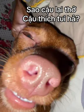 #xybca #share #xuhuong 