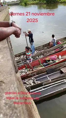 #buenosdias gracias a Dios todavía sigue la subienda de bocachico criollo en lorica córdoba 🐟🐟🐟🐟🐟🐟#lorica #cordoba #colombia🇨🇴 #LIVEMonetization 