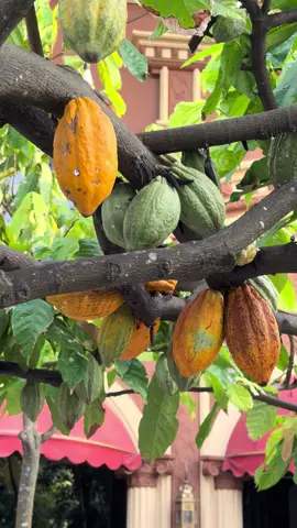 #kampungcoklat #kampungcoklatblitar #blitar24jam #fyp #djuraganbuahblitar 