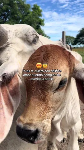 Pues te quiero con delirios amor querído como no he querido a nadie #paratii#musicallanera #venezuela #miguelitodiaz 